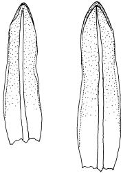 Tridontium milleneri, leaves, adaxial view. Drawn from E.K. Cameron 16310, AK 355260.
 Image: R.D. Seppelt © R.D.Seppelt All rights reserved